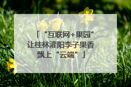 “互联网+果园”让桂林灌阳李子果香飘上“云端”