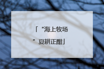 “海上牧场”夏耕正酣