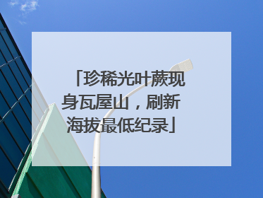 珍稀光叶蕨现身瓦屋山，刷新海拔最低纪录
