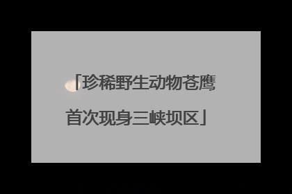 珍稀野生动物苍鹰首次现身三峡坝区