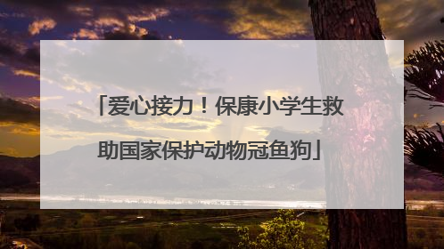 爱心接力！保康小学生救助国家保护动物冠鱼狗