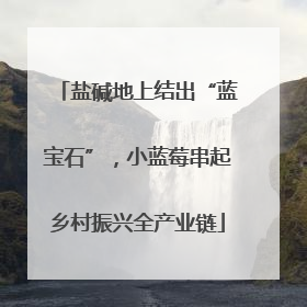 盐碱地上结出“蓝宝石”，小蓝莓串起乡村振兴全产业链