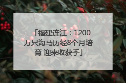 福建连江：1200万只海马历经8个月培育 迎来收获季