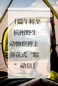 端午将至 杭州野生动物世界上演花式“粽”动员