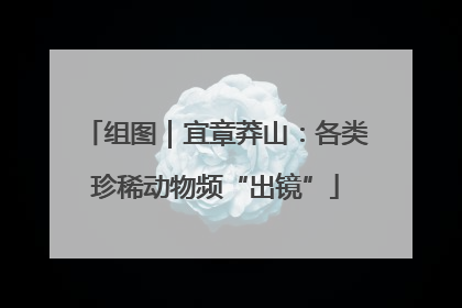 组图｜宜章莽山：各类珍稀动物频“出镜”