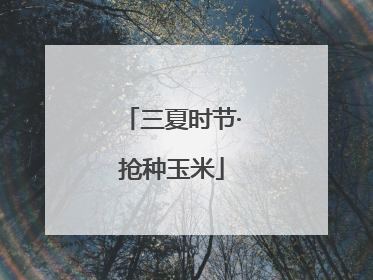三夏时节·抢种玉米