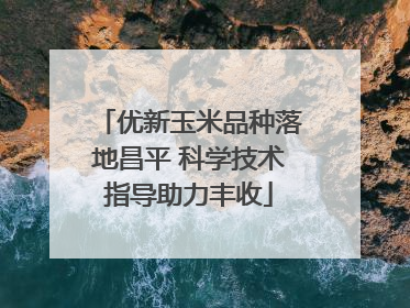 优新玉米品种落地昌平 科学技术指导助力丰收