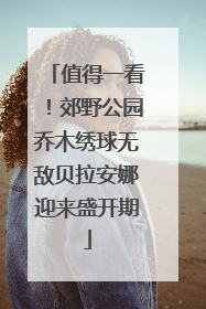 值得一看！郊野公园乔木绣球无敌贝拉安娜迎来盛开期