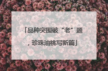 品种突围破“老”题，珍珠油桃写新篇