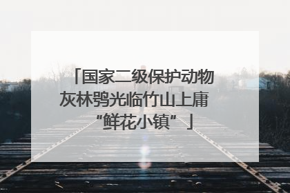 国家二级保护动物灰林鸮光临竹山上庸“鲜花小镇”