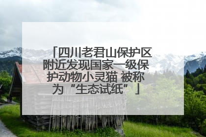 四川老君山保护区附近发现国家一级保护动物小灵猫 被称为“生态试纸”