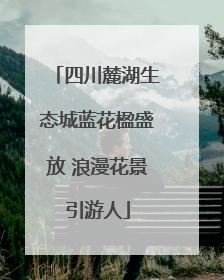四川麓湖生态城蓝花楹盛放 浪漫花景引游人