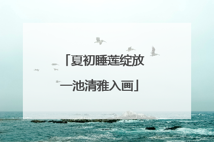 夏初睡莲绽放 一池清雅入画