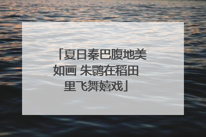 夏日秦巴腹地美如画 朱鹮在稻田里飞舞嬉戏