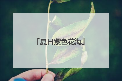 夏日紫色花海