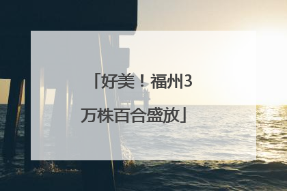 好美！福州3万株百合盛放