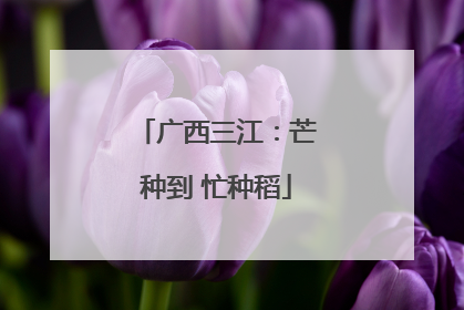 广西三江：芒种到 忙种稻