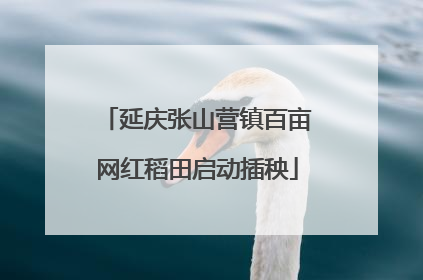 延庆张山营镇百亩网红稻田启动插秧