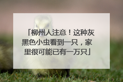柳州人注意！这种灰黑色小虫看到一只，家里很可能已有一万只
