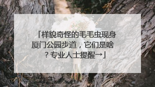 样貌奇怪的毛毛虫现身厦门公园步道，它们是啥？专业人士提醒→