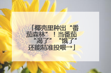 椰壳里种出“番茄森林”！当番茄“渴了”“饿了”还能精准投喂→