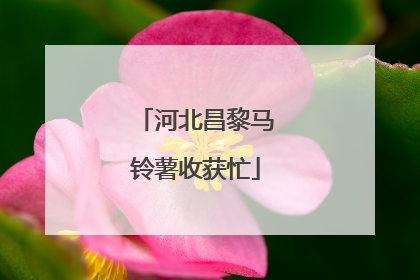 河北昌黎马铃薯收获忙