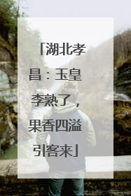 湖北孝昌：玉皇李熟了，果香四溢引客来