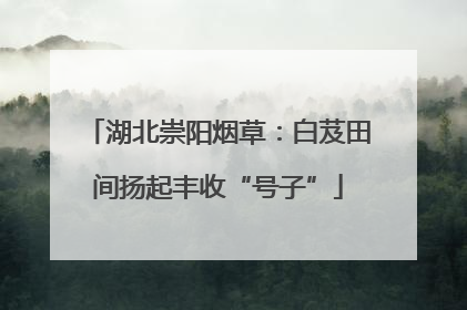 湖北崇阳烟草：白芨田间扬起丰收“号子”