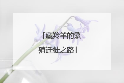 藏羚羊的繁殖迁徙之路