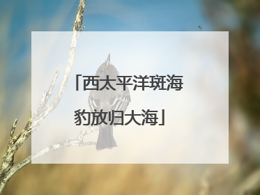 西太平洋斑海豹放归大海