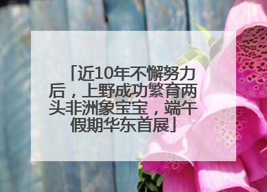 近10年不懈努力后，上野成功繁育两头非洲象宝宝，端午假期华东首展