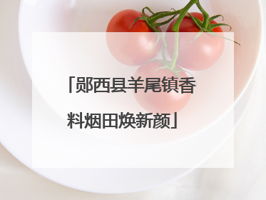 郧西县羊尾镇香料烟田焕新颜