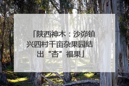 陕西神木：沙峁镇兴四村千亩杂果园结出“杏”福果
