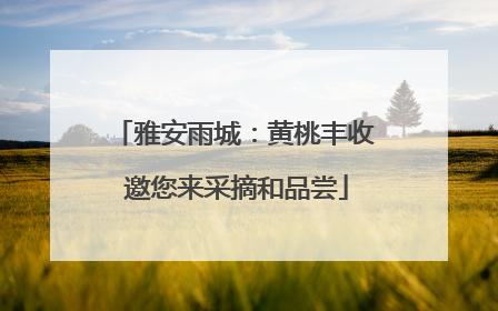 雅安雨城：黄桃丰收 邀您来采摘和品尝
