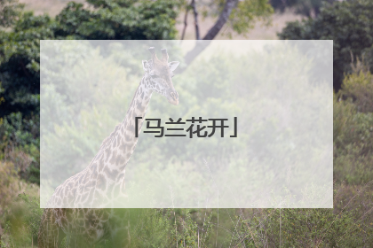 马兰花开