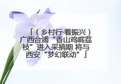（乡村行·看振兴）广西合浦“香山鸡嘴荔枝”进入采摘期 将与西安“梦幻联动”
