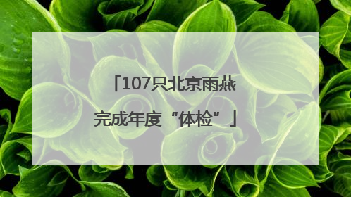 107只北京雨燕完成年度“体检”